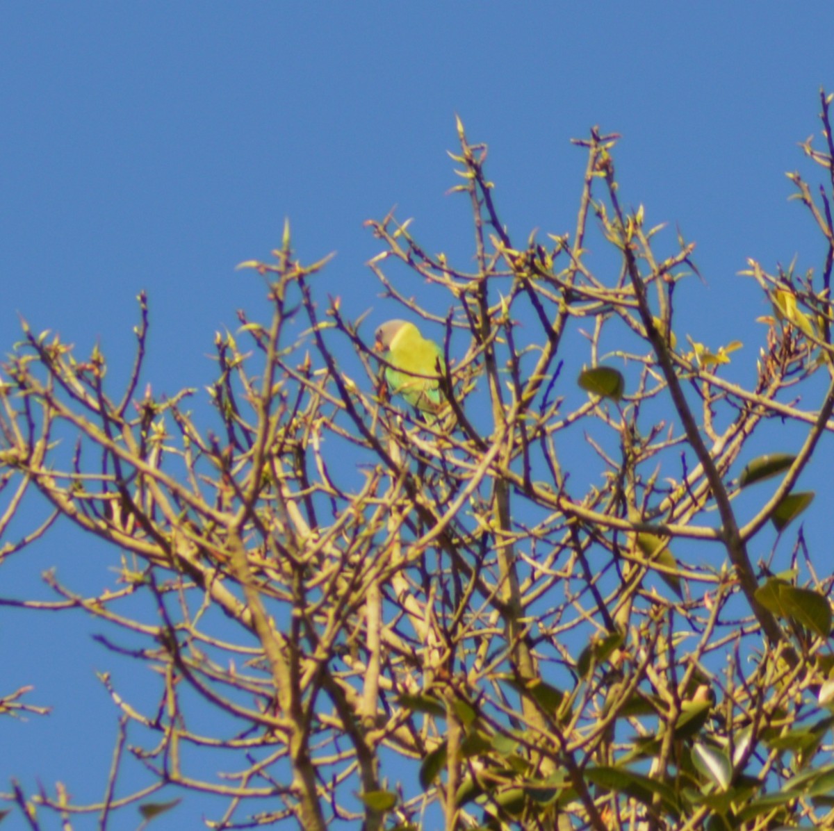 Perruche à tête prune - ML644504295