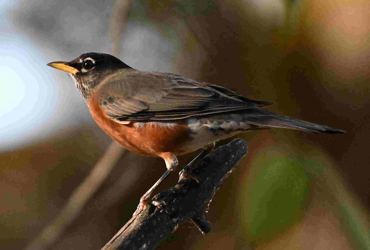 Merle d'Amérique - ML644504297