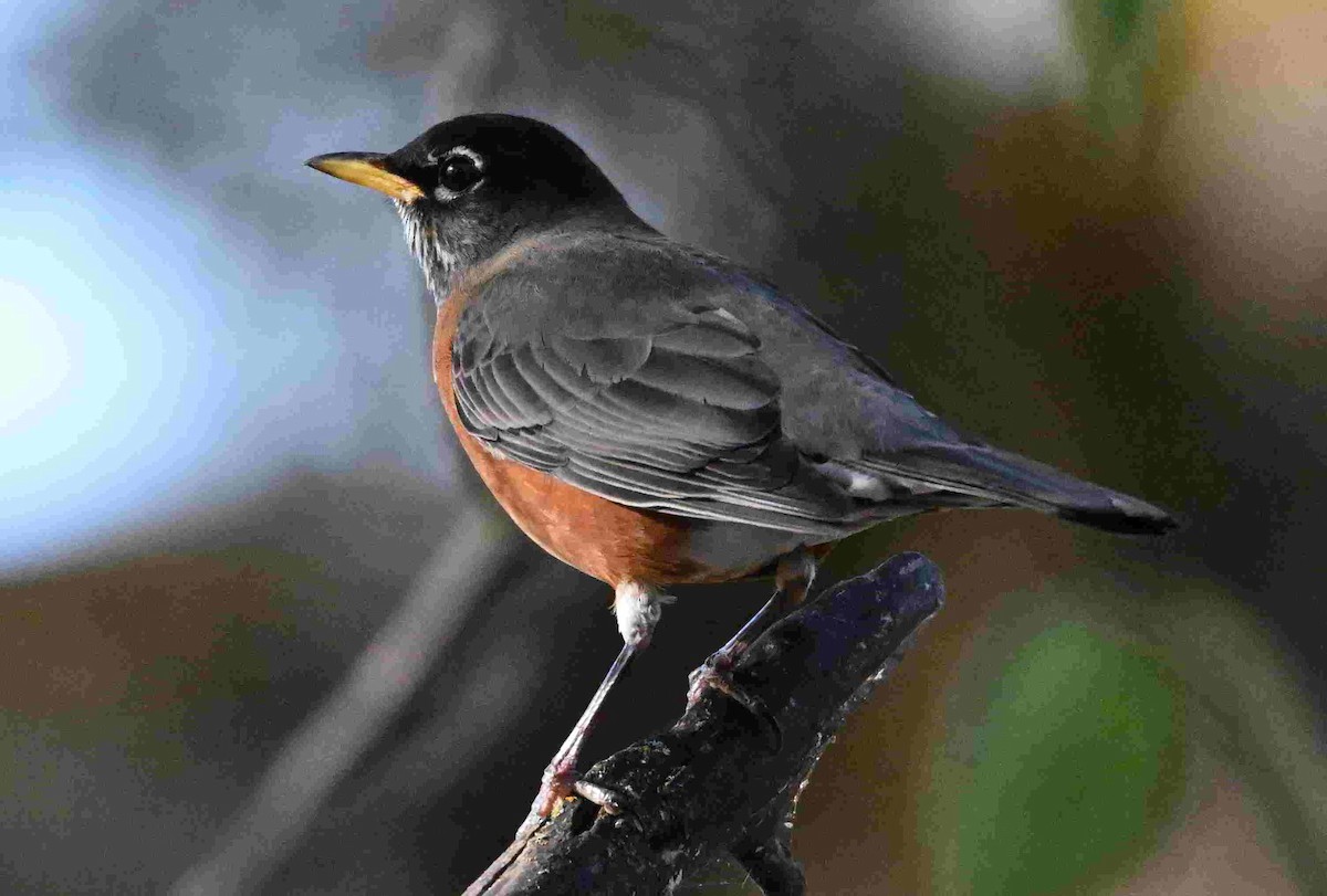 Merle d'Amérique - ML644504298