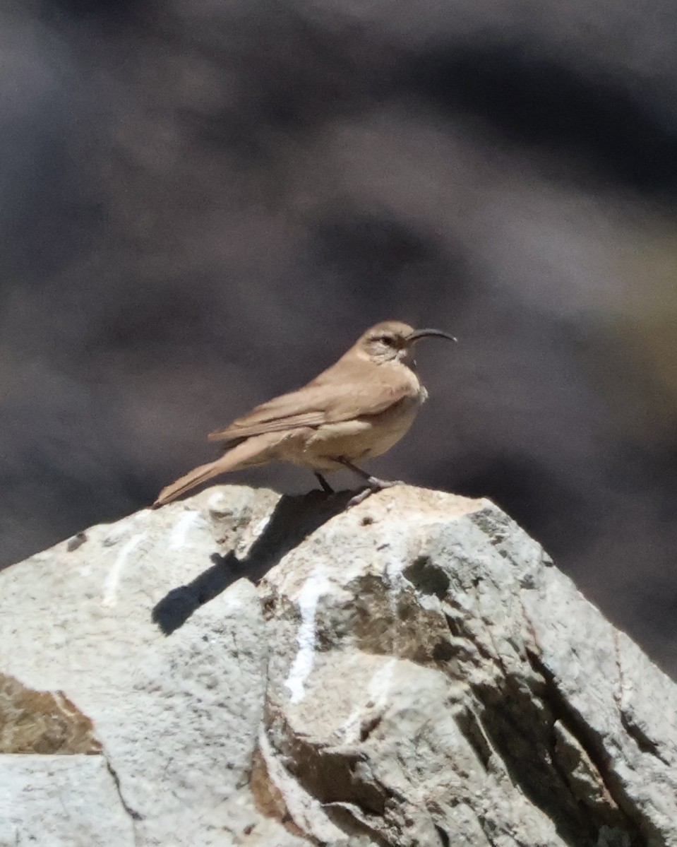 Scale-throated Earthcreeper - ML644504299