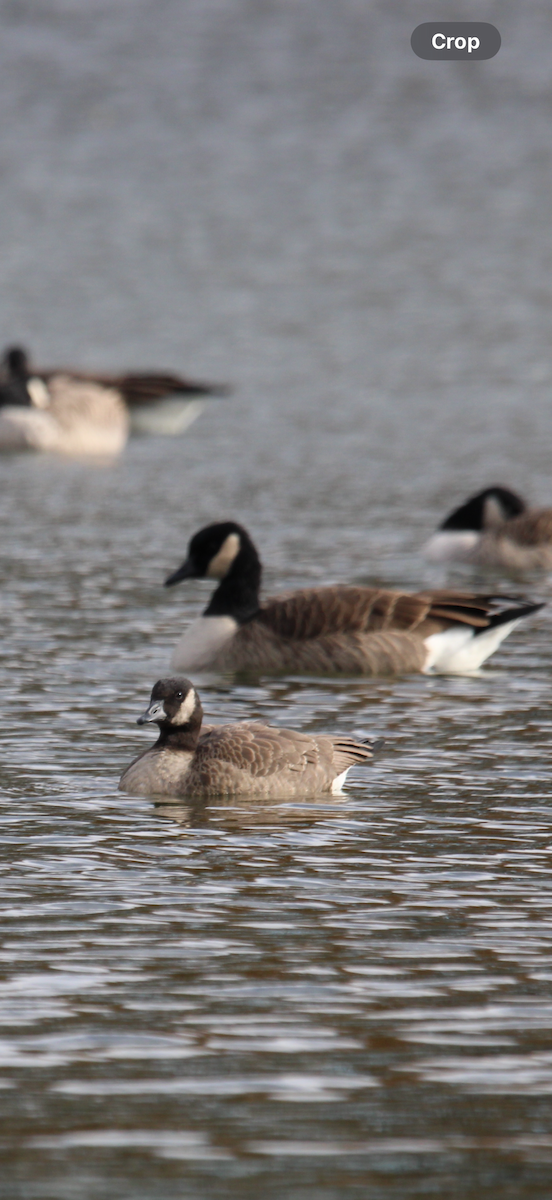 Canada Goose - ML644504300