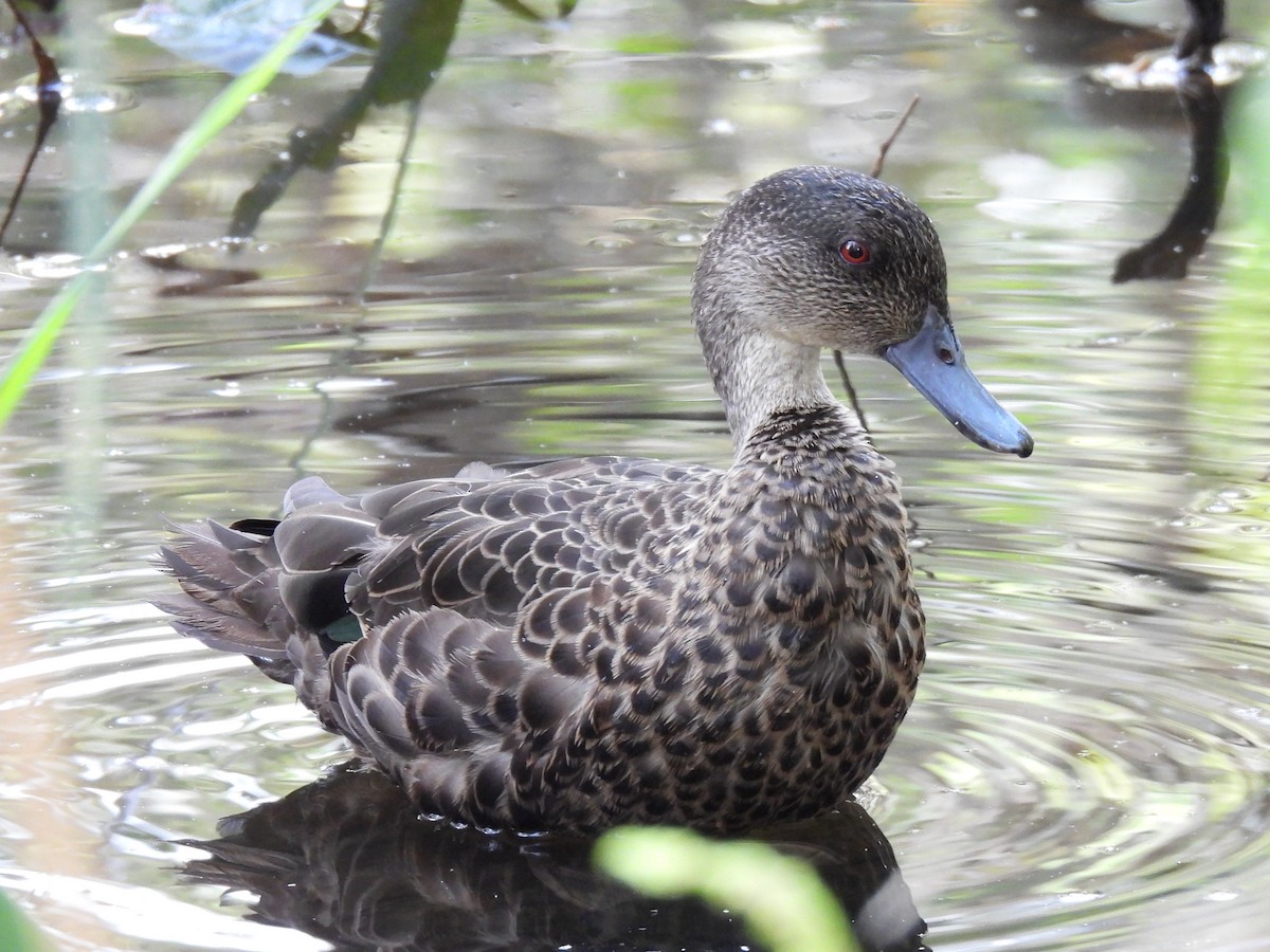 Chestnut Teal - ML644504302