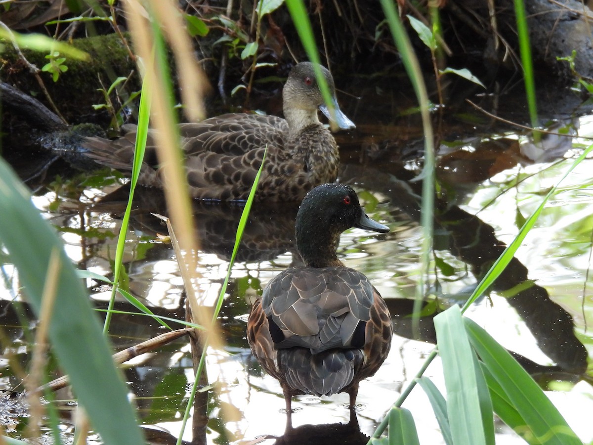 Chestnut Teal - ML644504304