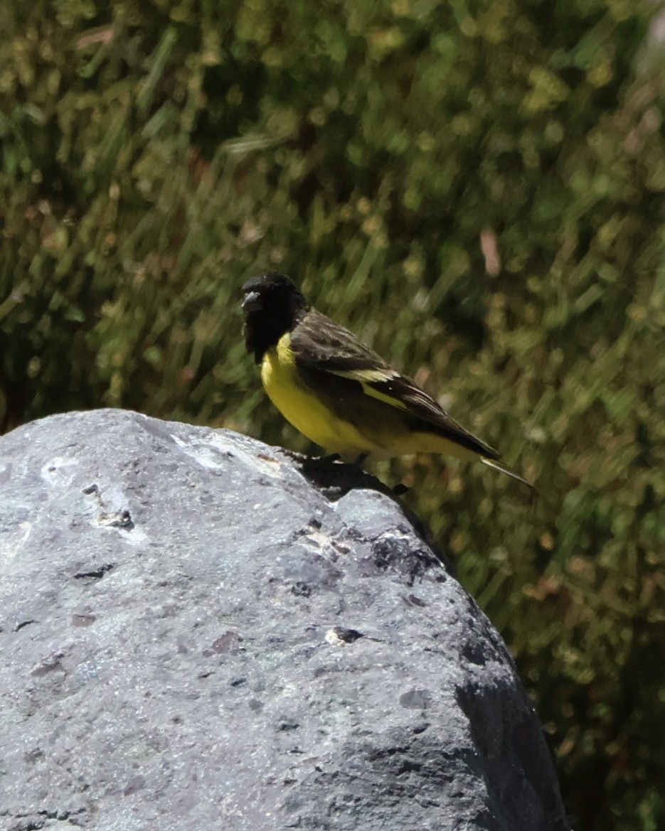 čížek západní - ML644504306