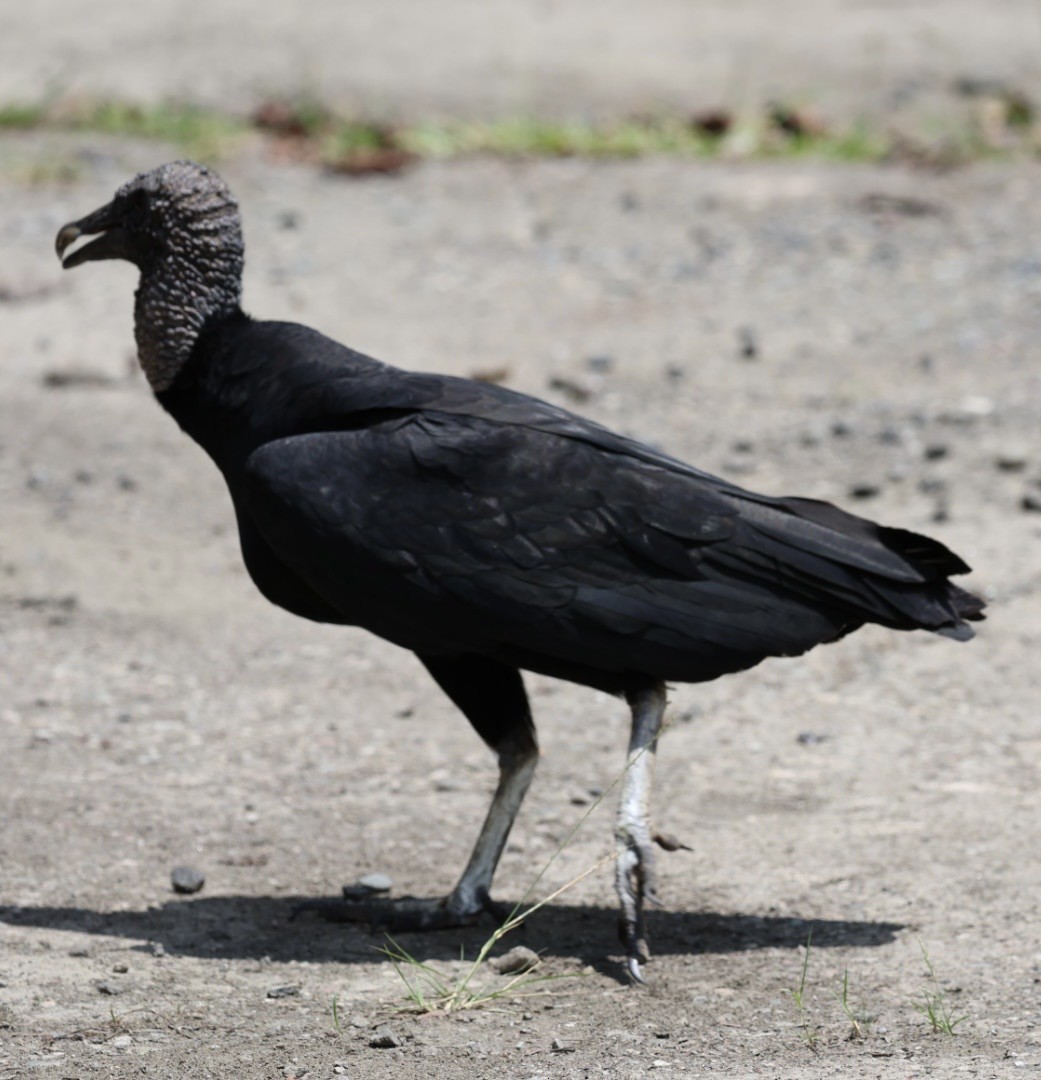 Rabengeier - ML644504307