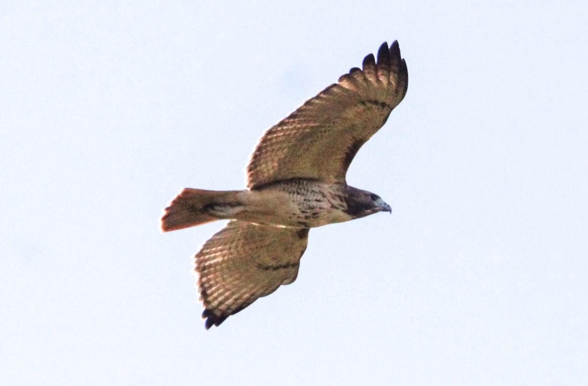 Poiana codarossa - ML644504314