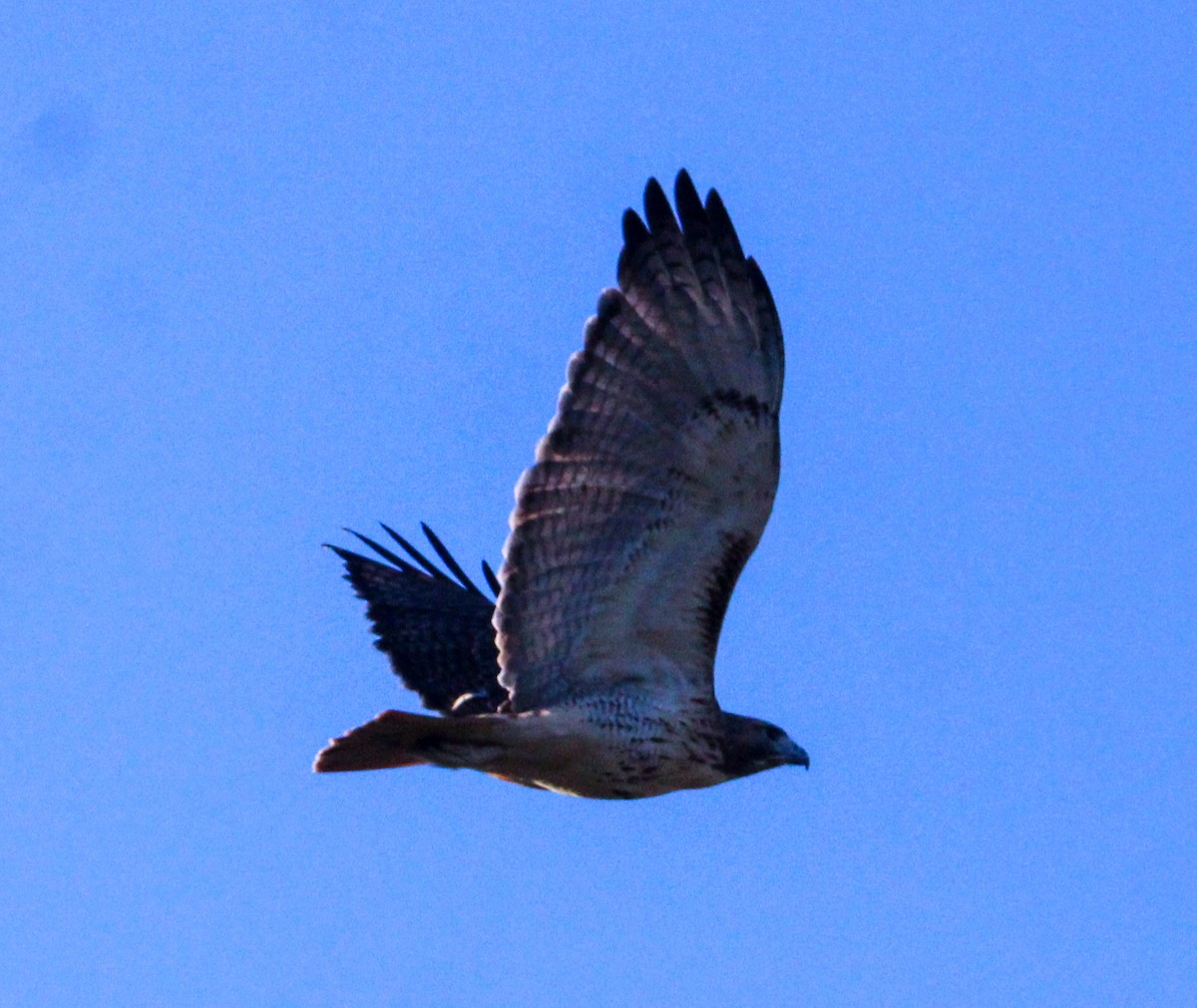 Poiana codarossa - ML644504315