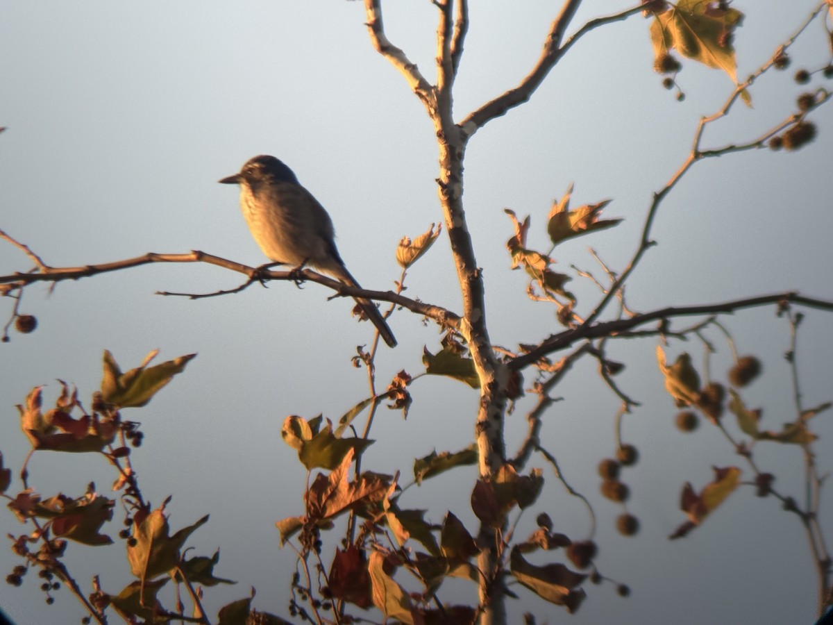 Калифорнийская сойка - ML644504316