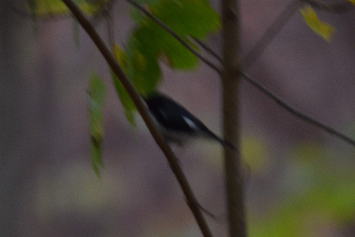 סבכון שחור-גרון - ML644504321