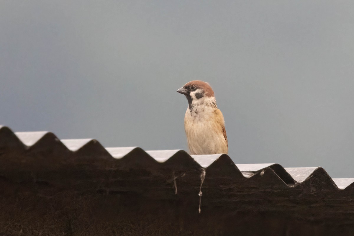 Eurasian Tree Sparrow - ML644504322