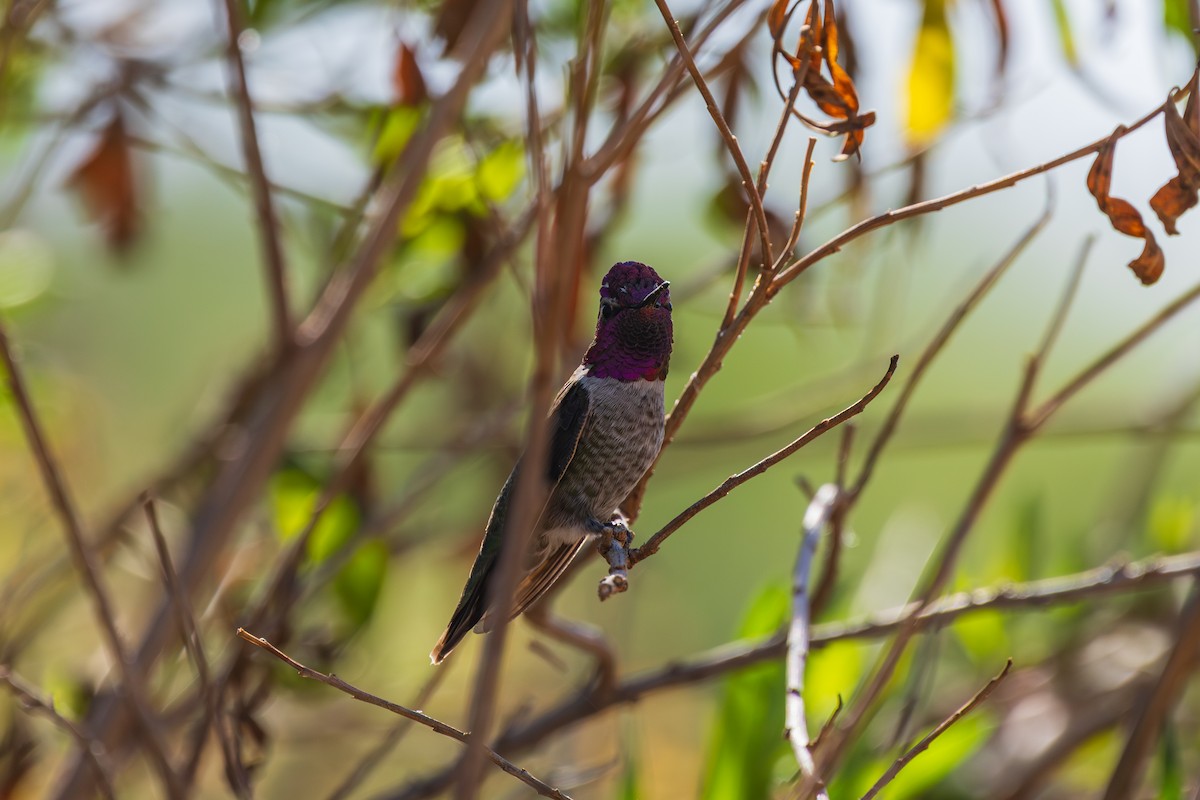 Anna's Hummingbird - ML644504323