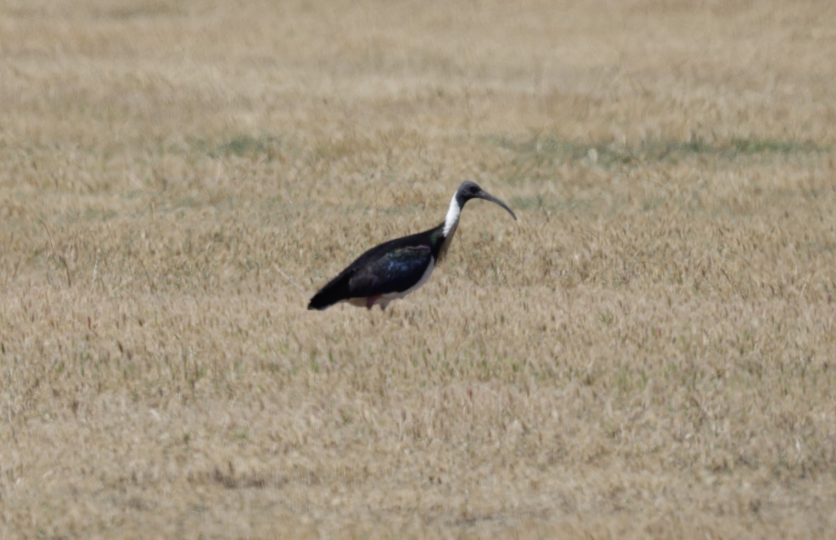 Straw-necked Ibis - ML644504331