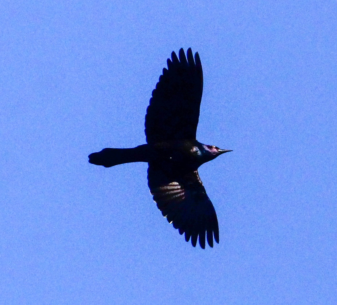 Purpurgrackel - ML644504343