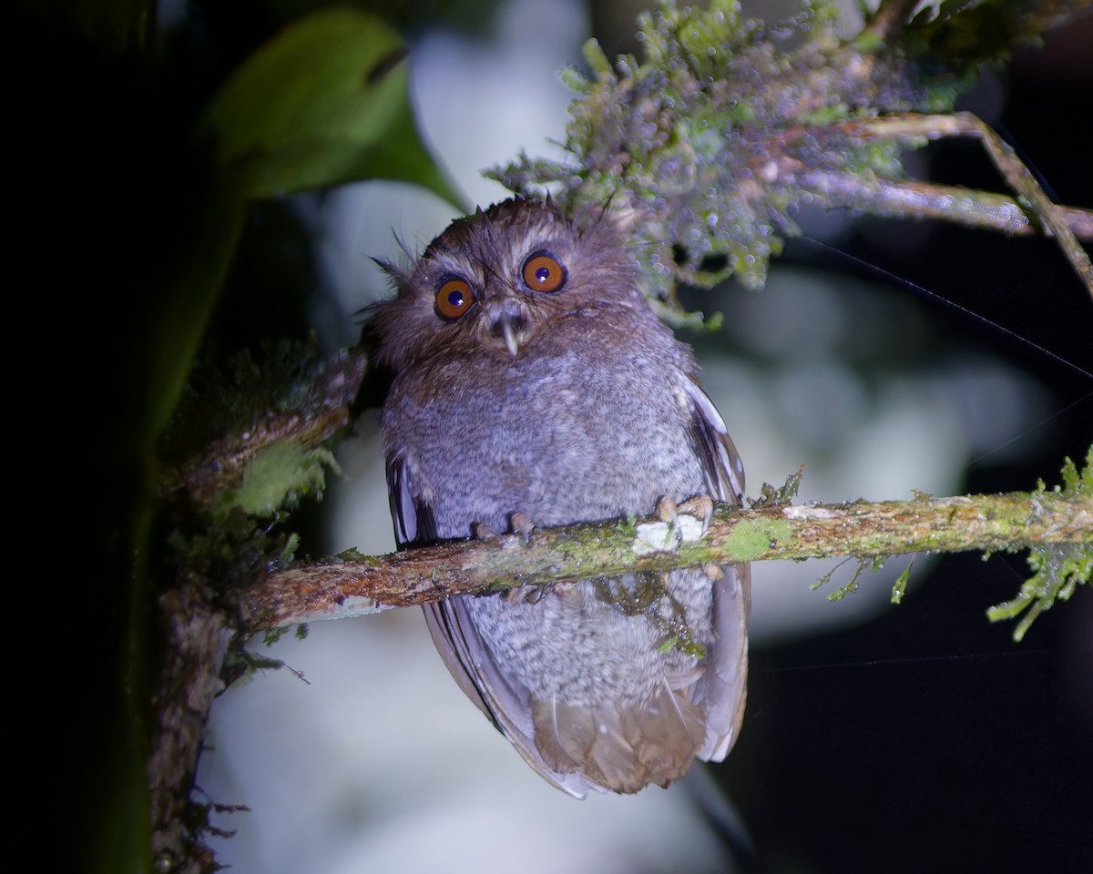 Perukauz - ML644504347