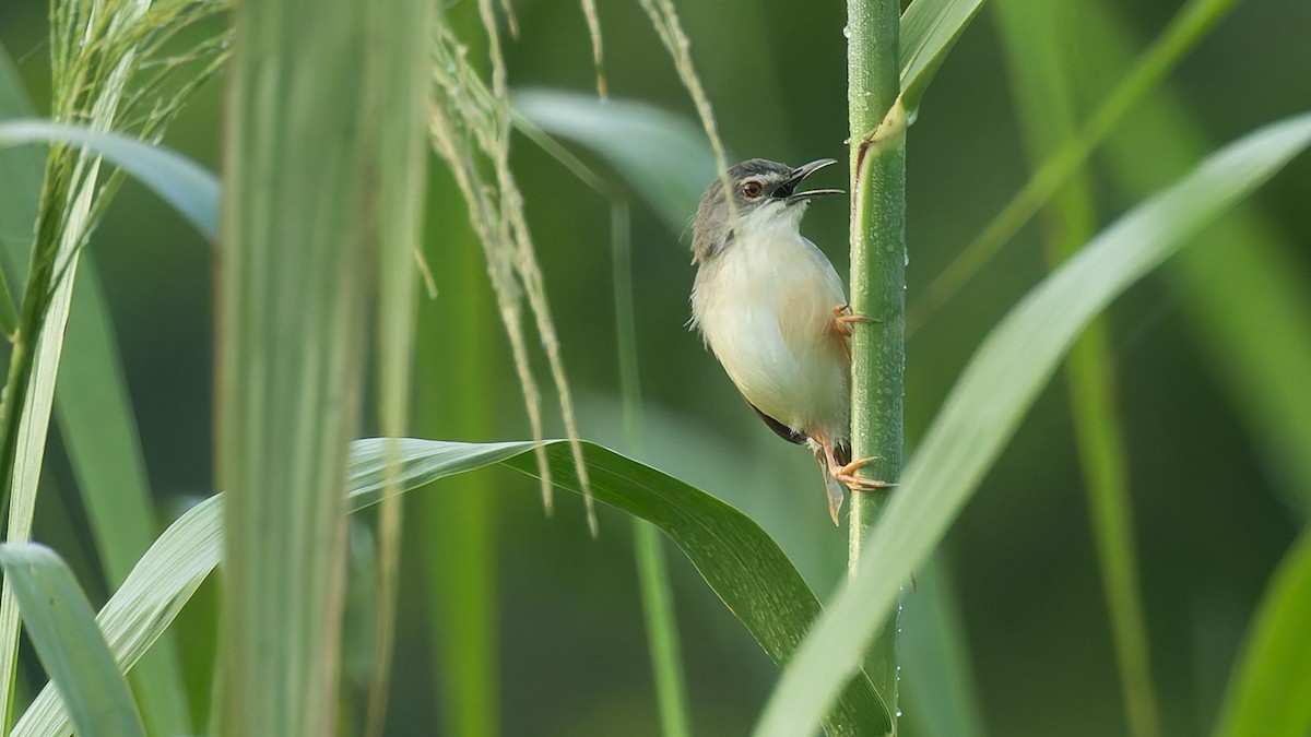 Yellow-bellied Prinia - ML644504364