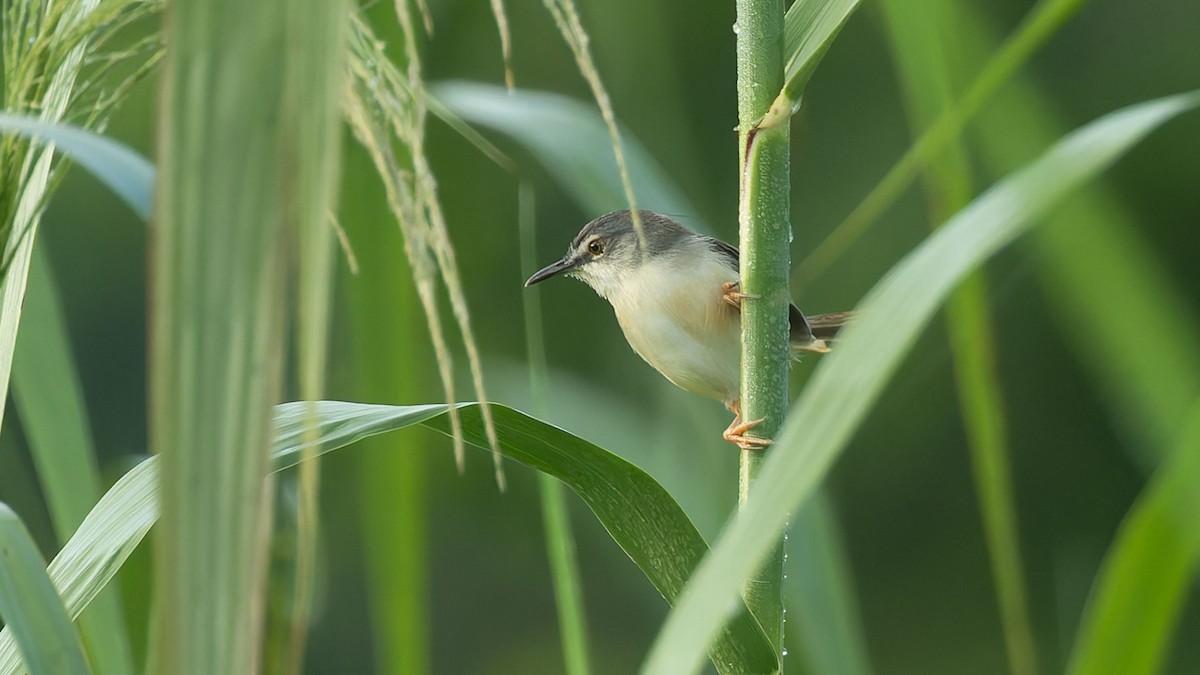 Yellow-bellied Prinia - ML644504365