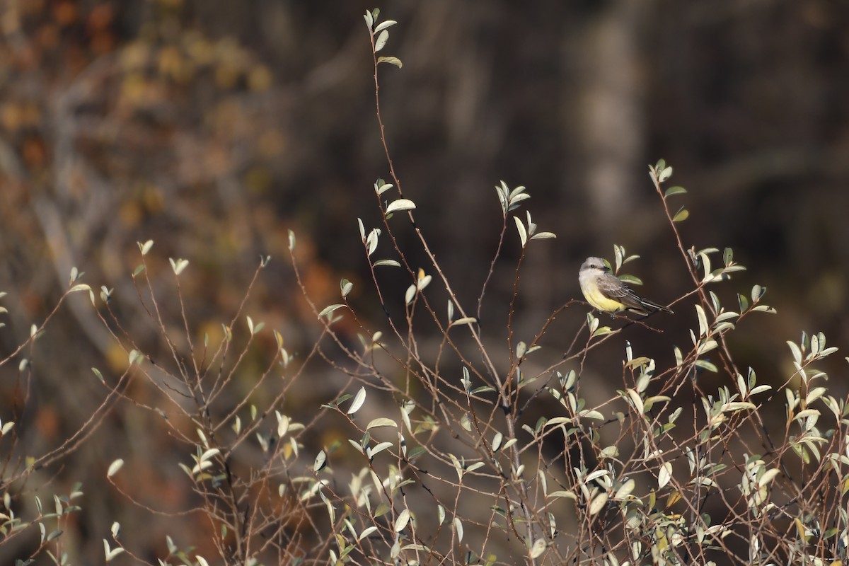 Tyran de l'Ouest - ML644504370