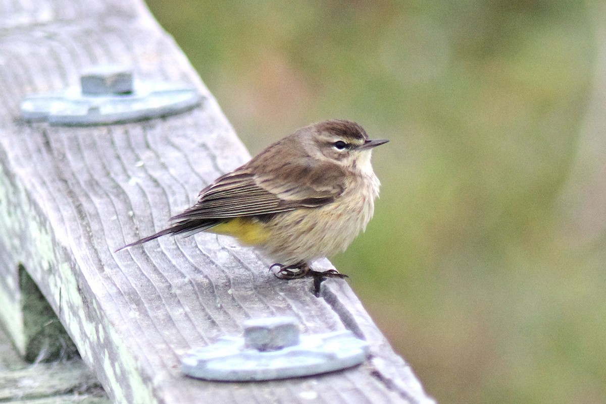 Пісняр-лісовик рудоголовий - ML644504375