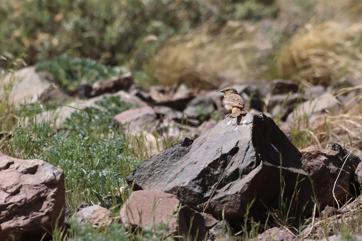 Greater Yellow-Finch - ML644504380