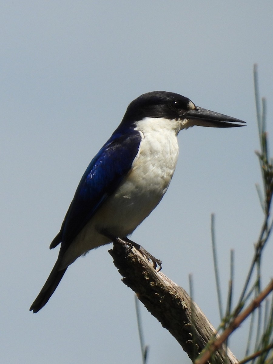 Forest Kingfisher - ML644504382