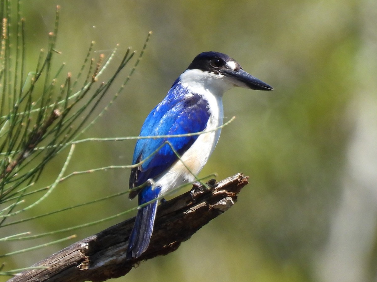 Forest Kingfisher - ML644504383