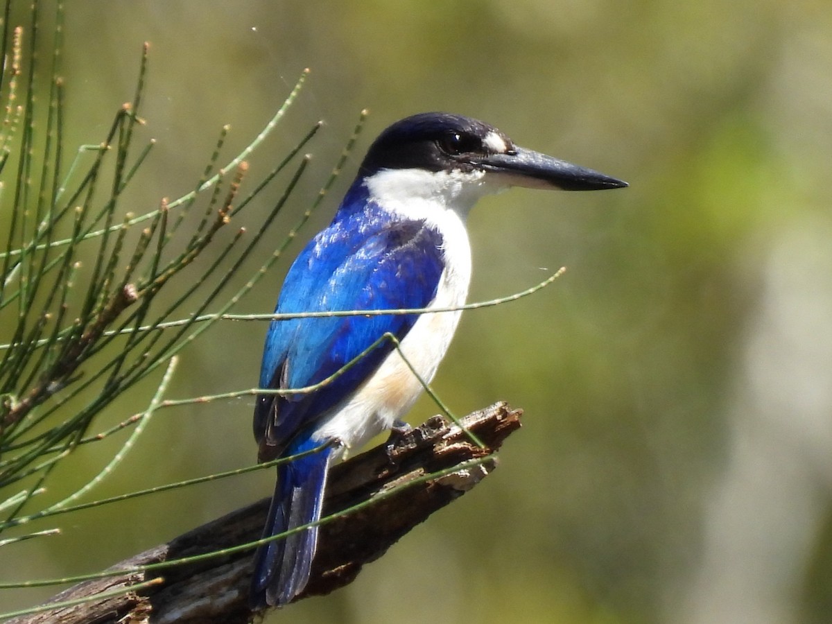 Forest Kingfisher - ML644504384