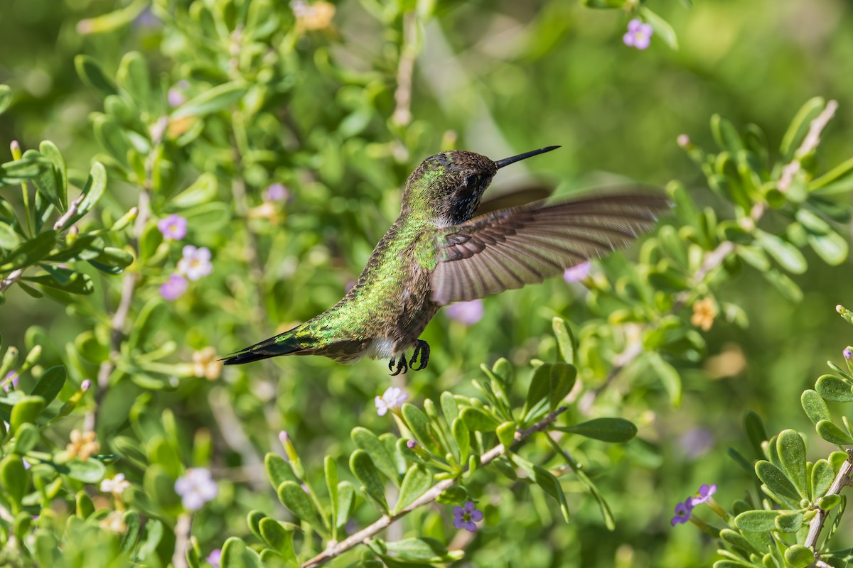 Anna's Hummingbird - ML644504385