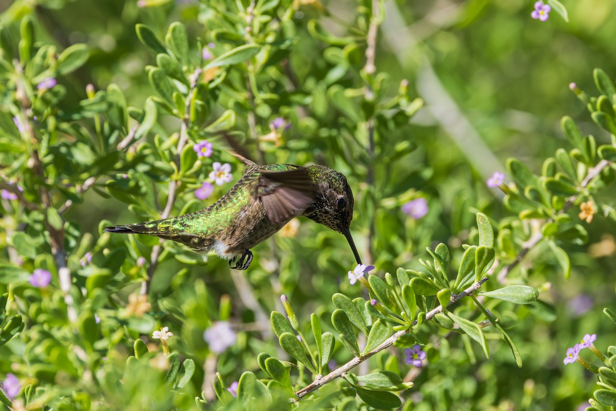 Anna's Hummingbird - ML644504386