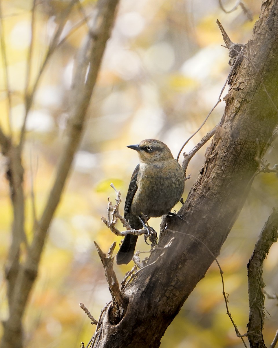 Rusty Blackbird - ML644504399
