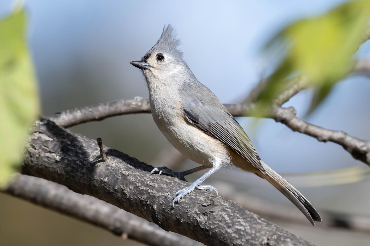 Tufted Titmouse - ML644504406