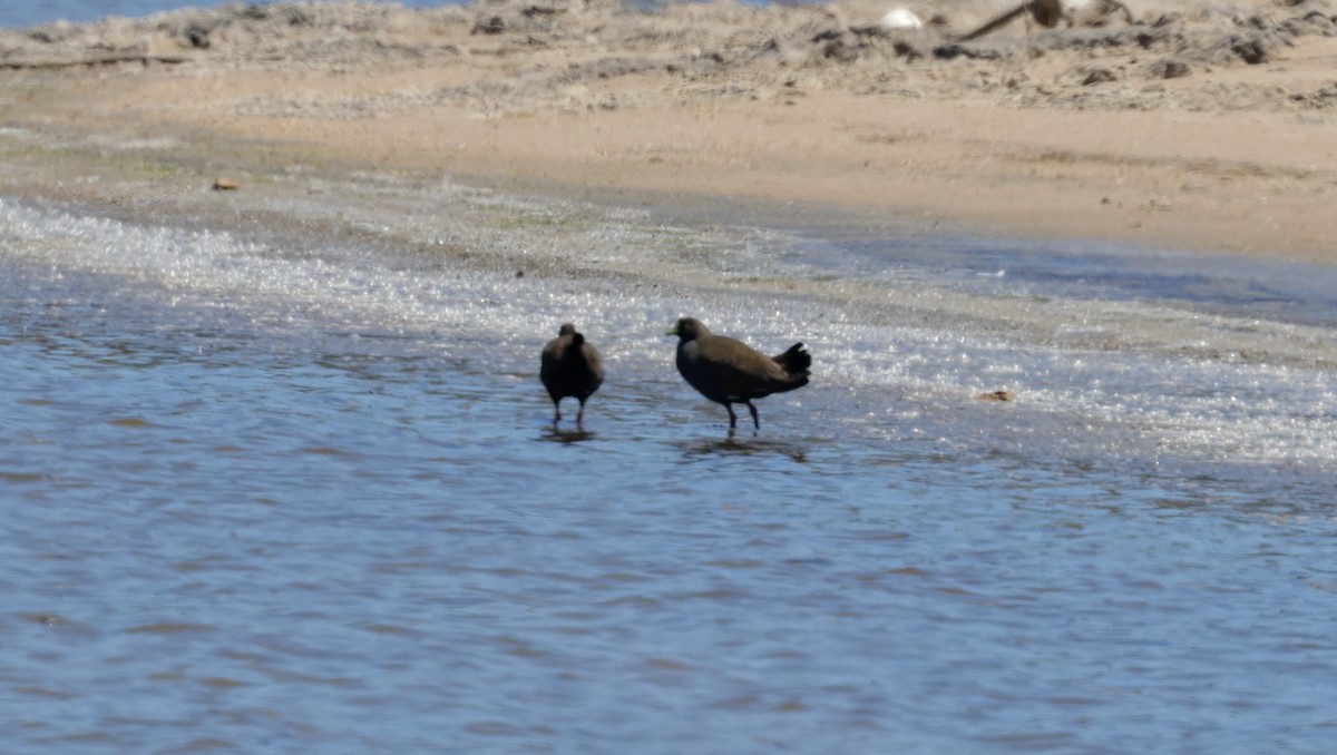 Чернохвостая камышница - ML644504407