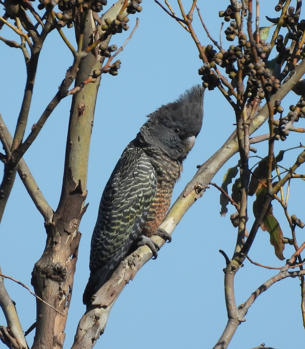 Gang-gang Cockatoo - ML644504408