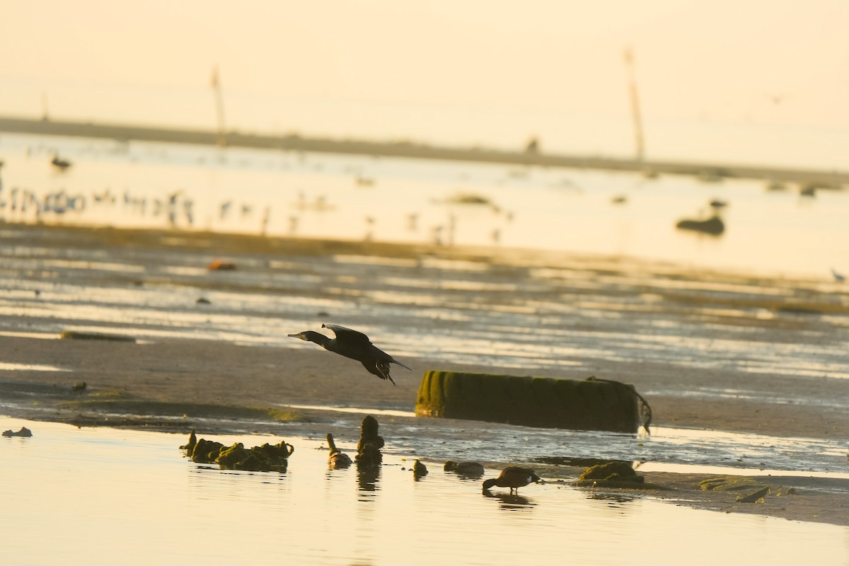 kormorán australský - ML644504412