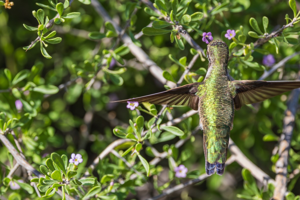 Anna's Hummingbird - ML644504426