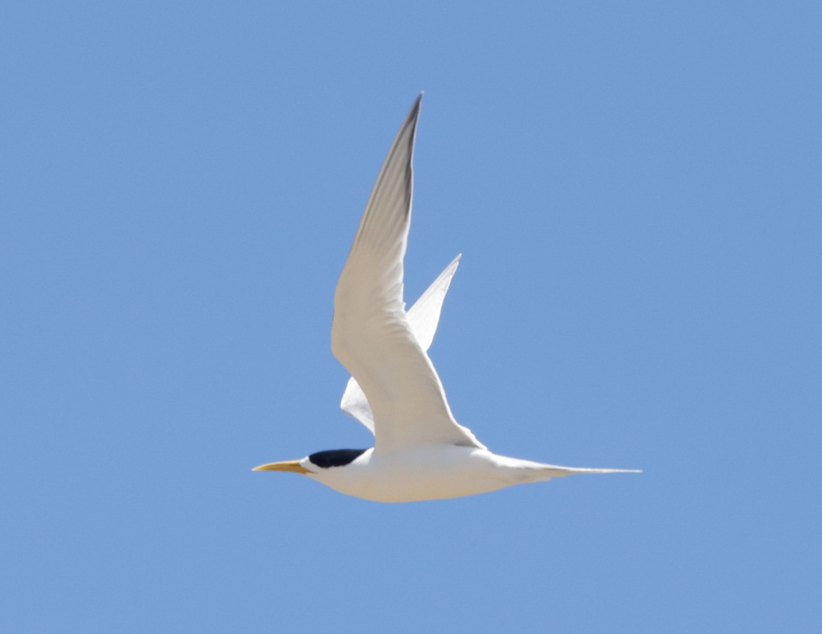 Great Crested Tern - ML644504441