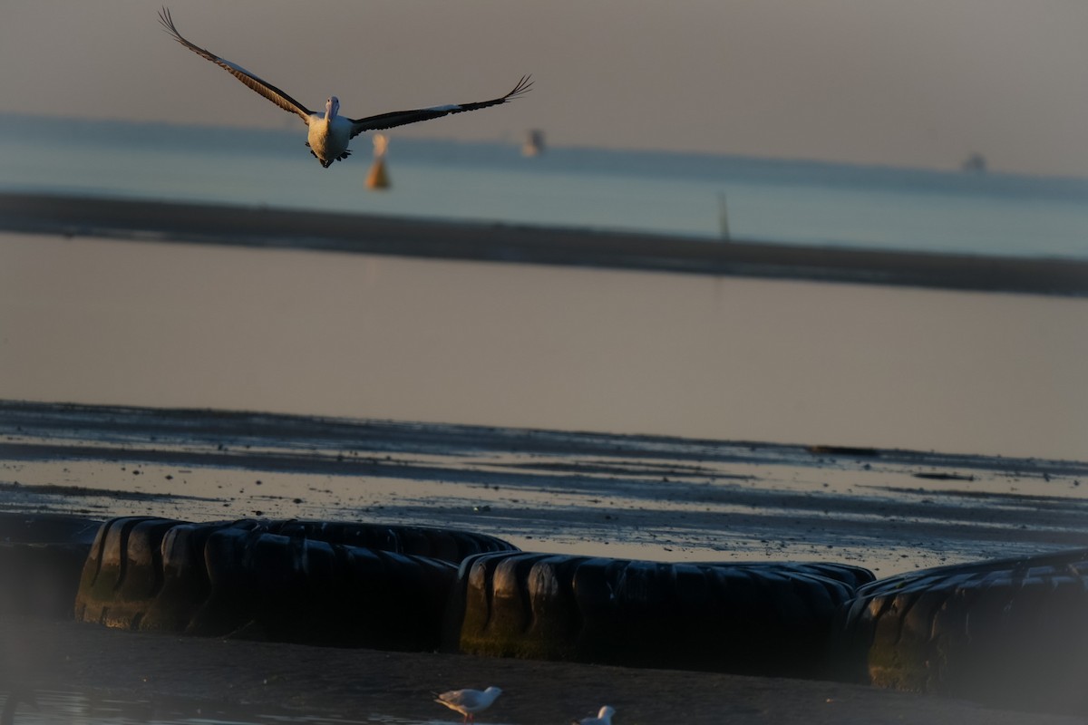 Australian Pelican - ML644504442