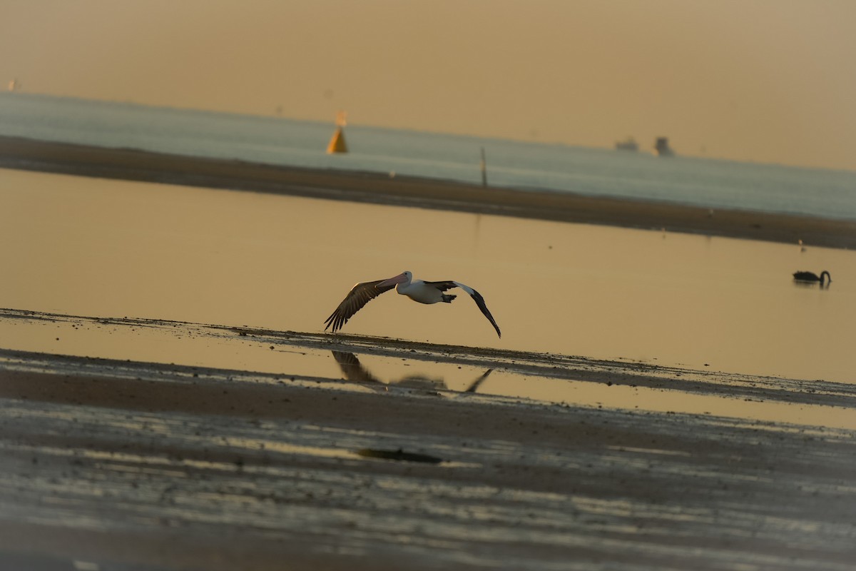 Australian Pelican - ML644504443