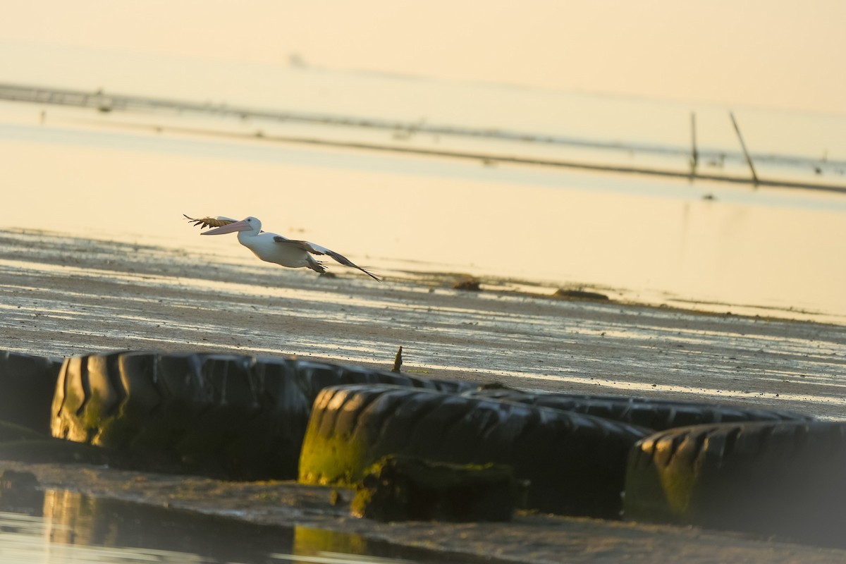 Australian Pelican - ML644504444