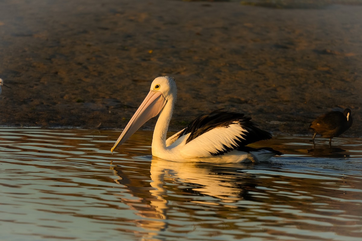 Australian Pelican - ML644504445