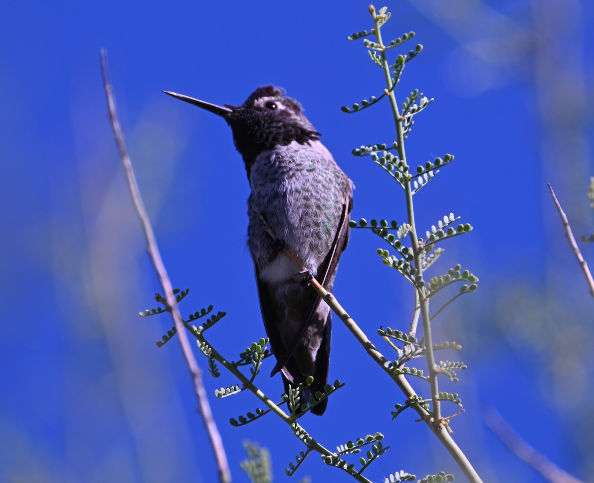 Anna's Hummingbird - ML644504449