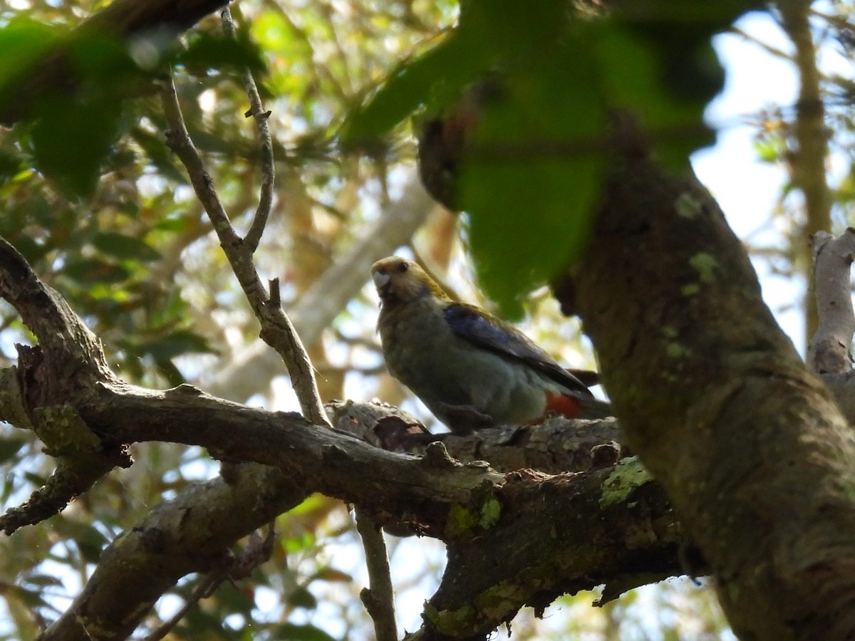ホオアオサメクサインコ - ML644504452