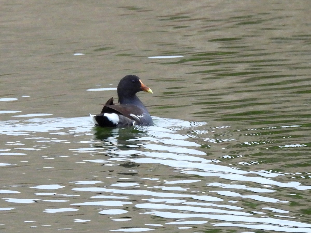 Amerika Sutavuğu - ML644504457