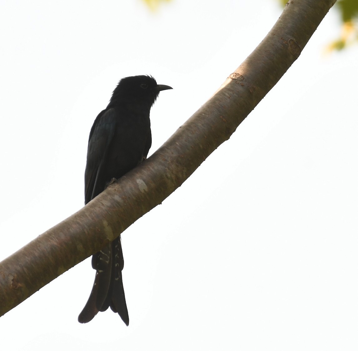 Fork-tailed Drongo-Cuckoo - ML644504458
