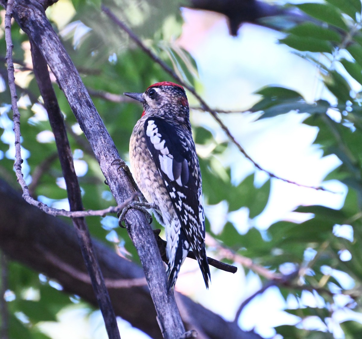 Red-naped Sapsucker - ML644504460