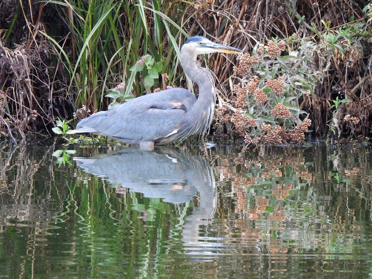 Grand Héron - ML644504462