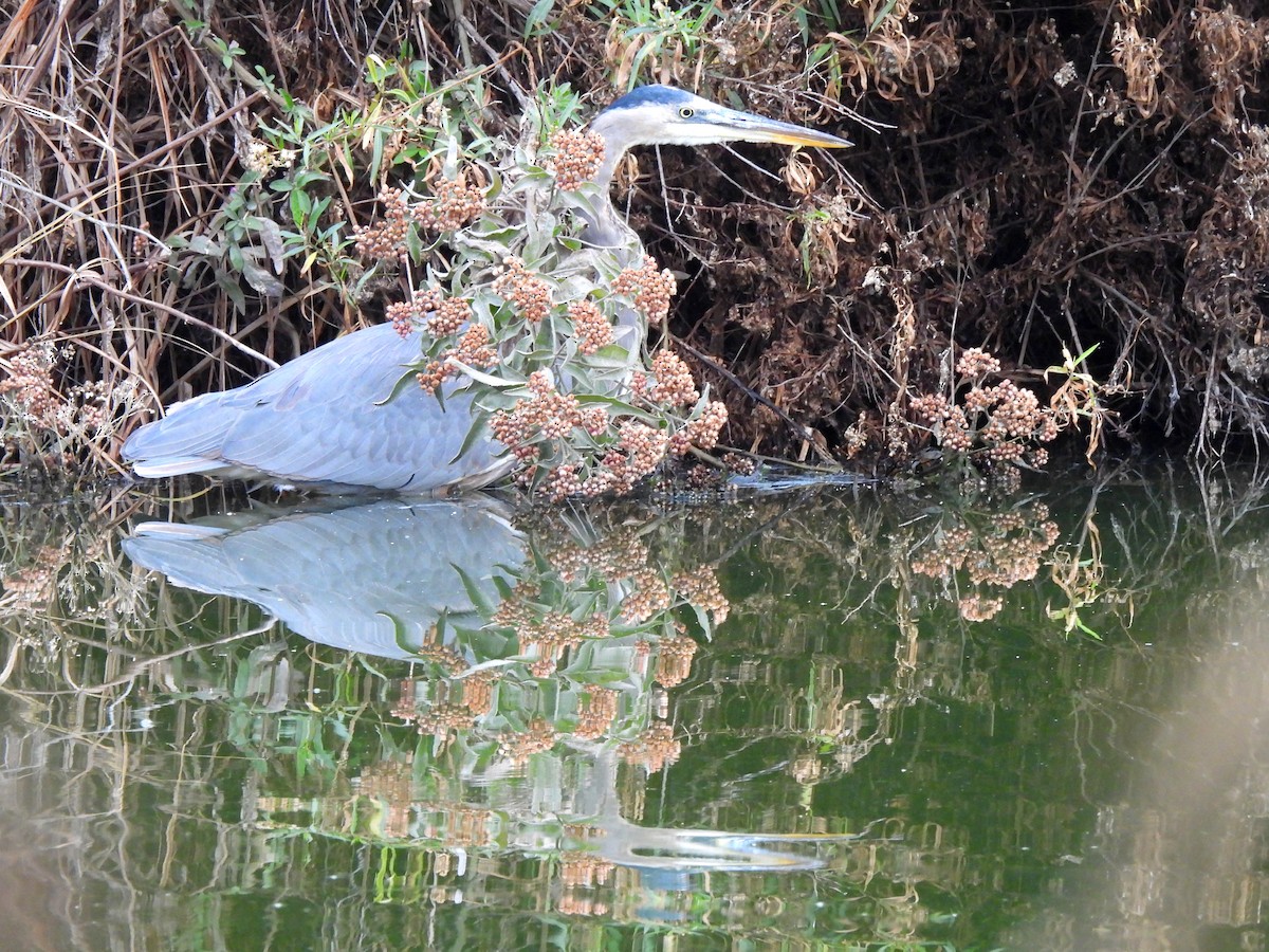 Grand Héron - ML644504463