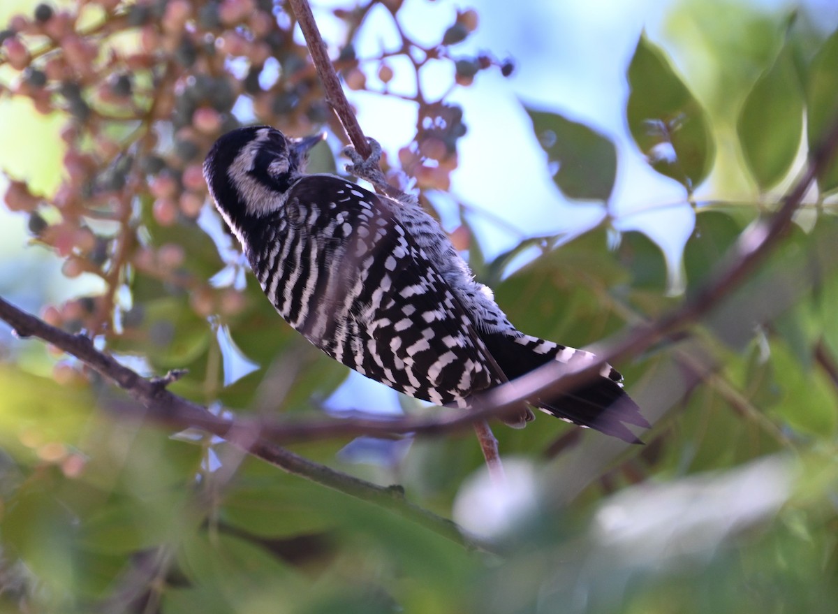 Pic arlequin - ML644504465