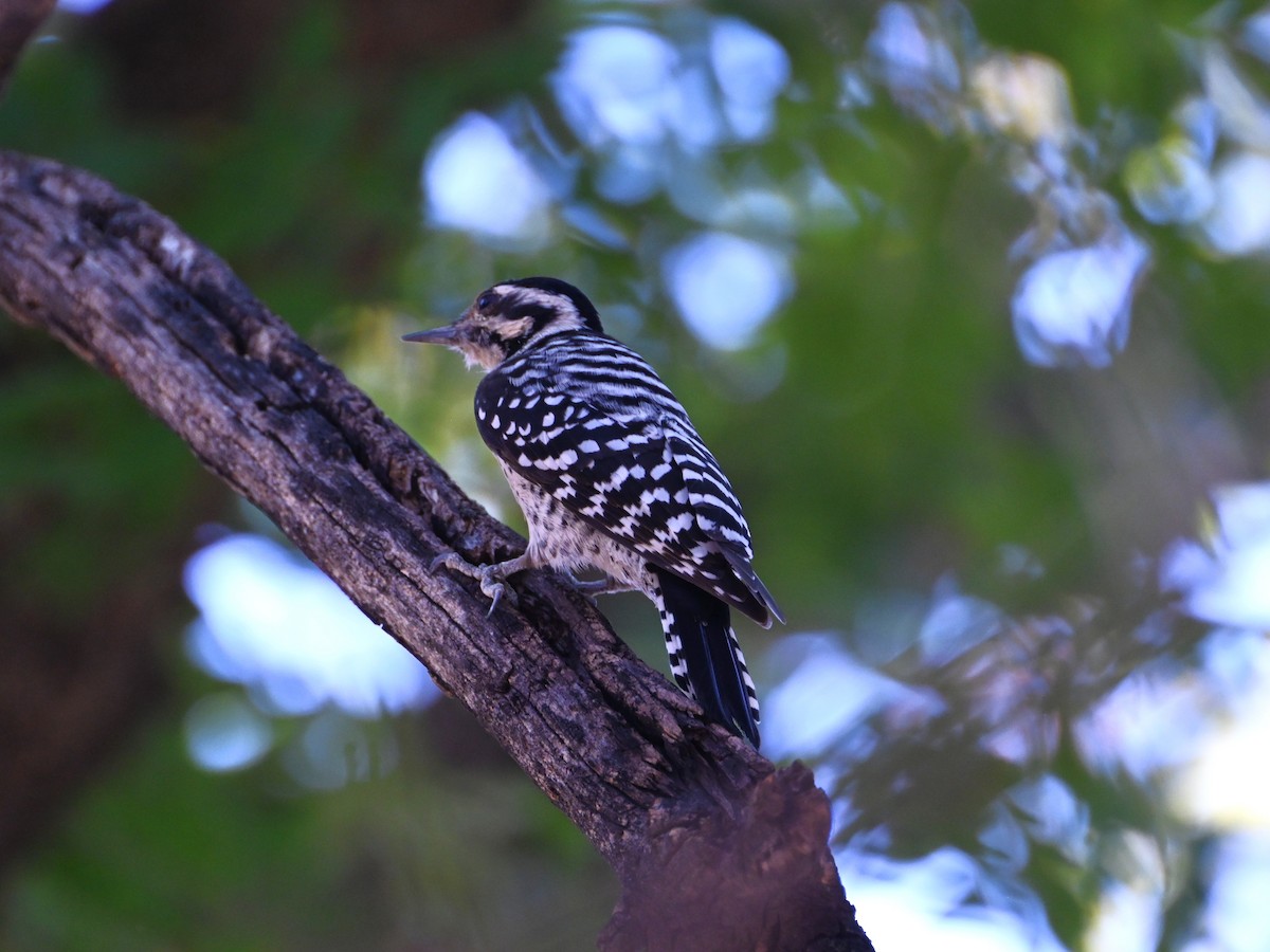 Pic arlequin - ML644504466