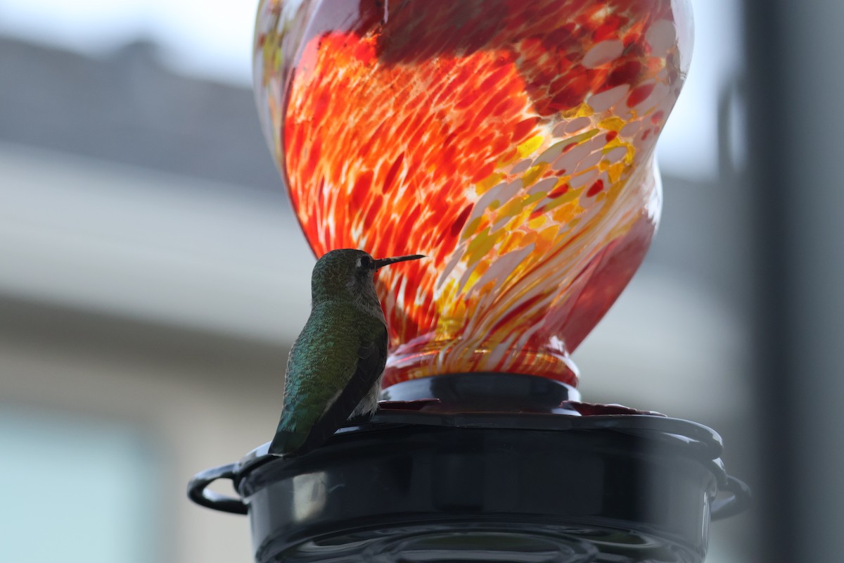 Anna's Hummingbird - ML644504468