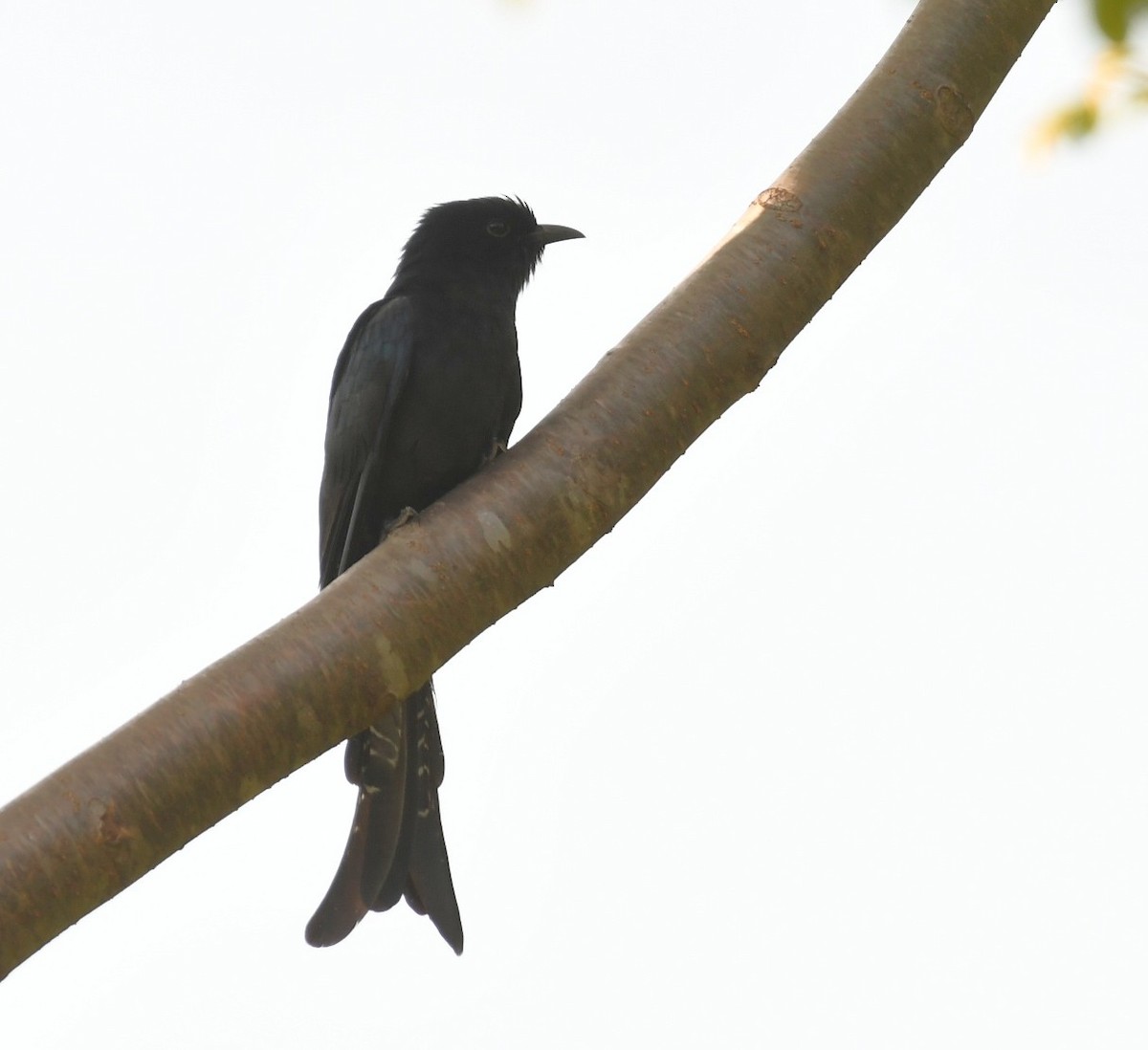 Fork-tailed Drongo-Cuckoo - ML644504471